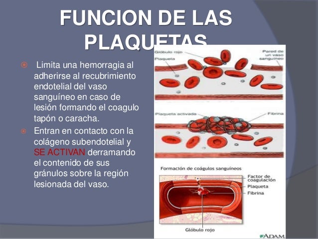 Sangre y hematopoyesis plaquetas