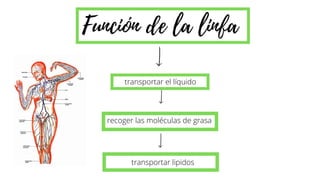 recoger las moléculas de grasa
Función de la linfa
transportar el líquido
transportar lipidos
