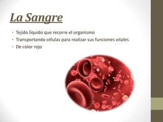 La Sangre
• Tejido líquido que recorre el organismo
• Transportando células para realizar sus funciones vitales
• De color rojo

 