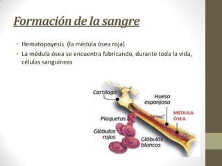 Formación de la sangre
• Hematopoyesis (la médula ósea roja)
• La médula ósea se encuentra fabricando, durante toda la vida,
células sanguíneas

 