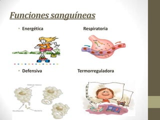 Funciones sanguíneas
• Energética

Respiratoria

• Defensiva

Termorreguladora

 