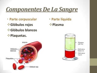 Componentes De La Sangre
• Parte corpuscular
Glóbulos rojos
Glóbulos blancos
Plaquetas.

• Parte líquida
Plasma

 