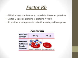 Factor Rh
• Glóbulos rojos contiene en su superficie diferentes proteínas
• Existen 2 tipos de proteína la proteína A y la B.
• Rh positivo si esta presente y si está ausente, es Rh negativo.

 
