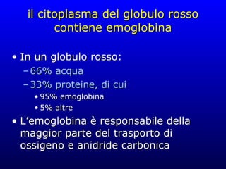 il citoplasma del globulo rosso contiene emoglobina In un globulo rosso: 66% acqua 33% proteine, di cui 95% emoglobina 5% altre L’emoglobina è responsabile della maggior parte del trasporto di ossigeno e anidride carbonica 