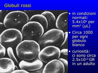 Globuli rossi in condizioni normali: 5.4x10 6  per mm 3  (µL) Circa 1000 per ogni globulo bianco curiosità: ci sono circa 2.5x10 13  GR in un adulto 