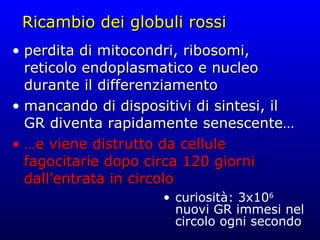 Ricambio dei globuli rossi perdita di mitocondri, ribosomi, reticolo endoplasmatico e nucleo durante il differenziamento mancando di dispositivi di sintesi, il GR diventa rapidamente senescente… … e viene distrutto da cellule fagocitarie dopo circa 120 giorni dall’entrata in circolo curiosità: 3x10 6  nuovi GR immesi nel circolo ogni secondo 