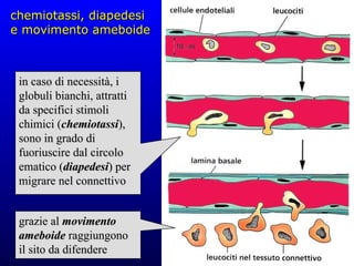 chemiotassi, diapedesi e movimento ameboide in caso di necessità, i globuli bianchi, attratti da specifici stimoli chimici ( chemiotassi ), sono in grado di fuoriuscire dal circolo ematico ( diapedesi ) per migrare nel connettivo grazie al  movimento ameboide  raggiungono il sito da difendere 