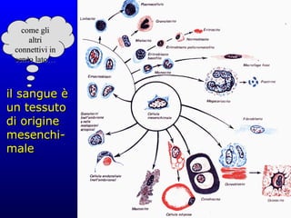 il sangue è un tessuto di origine mesenchi-male come gli altri connettivi in senso lato… 