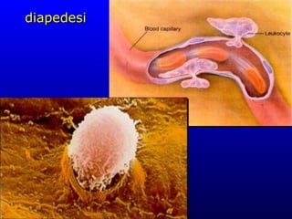 diapedesi 
