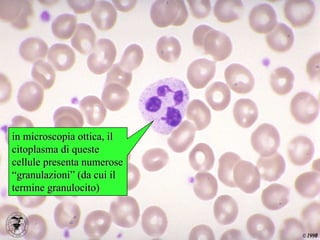 neutrofilo in microscopia ottica, il citoplasma di queste cellule presenta numerose “granulazioni” (da cui il termine granulocito) 