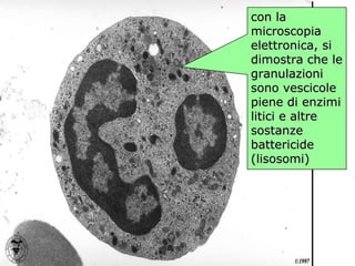 neutrofilo (tem) con la microscopia elettronica, si dimostra che le granulazioni sono vescicole piene di enzimi litici e altre sostanze battericide (lisosomi) 
