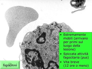 neutrofilo (TEM) Estremamente mobili (arrivano per primi sul luogo della lesione) Spiccata attività fagocitaria (pus) Vita breve (12 ore o meno) fagocitosi 