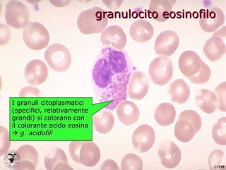 granulocito eosinofilo I granuli citoplasmatici (specifici, relativamente grandi) si colorano con il colorante acido eosina     g. acidofili 