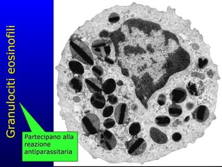 Granulociti eosinofili Partecipano alla reazione antiparassitaria 