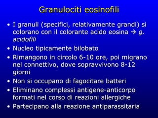 Granulociti eosinofili I granuli (specifici, relativamente grandi) si colorano con il colorante acido eosina     g. acidofili Nucleo tipicamente bilobato Rimangono in circolo 6-10 ore, poi migrano nel connettivo, dove sopravvivono 8-12 giorni Non si occupano di fagocitare batteri Eliminano complessi antigene-anticorpo formati nel corso di reazioni allergiche Partecipano alla reazione antiparassitaria 