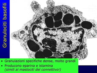 Granulociti basofili Granulazioni specifiche dense, molto grandi Producono eparina e istamina (simili ai mastociti del connettivo ! ) 