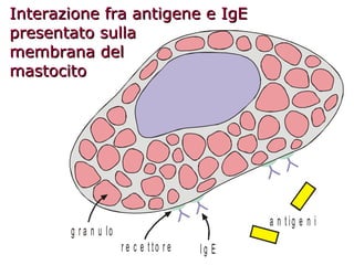 Interazione fra antigene e IgE presentato sulla membrana del mastocito 