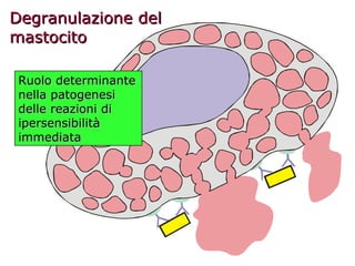 Degranulazione del mastocito Ruolo determinante nella patogenesi delle reazioni di ipersensibilità immediata 