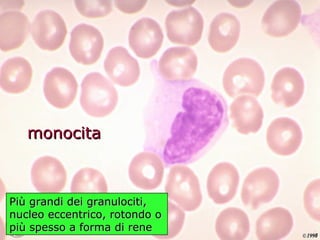 monocita Più grandi dei granulociti, nucleo eccentrico, rotondo o più spesso a forma di rene 