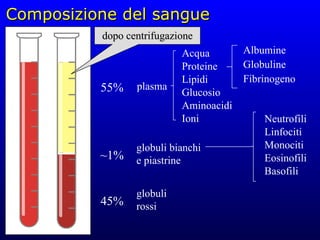 Composizione del sangue dopo centrifugazione 45% 55% ~1% plasma globuli rossi globuli bianchi e piastrine Neutrofili Linfociti Monociti Eosinofili Basofili Acqua Proteine Lipidi Glucosio Aminoacidi Ioni Albumine Globuline Fibrinogeno 