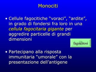 Monociti Cellule fagocitiche “voraci”, “ardite”, in grado di fondersi fra loro in una  cellula fagocitaria gigante  per aggredire particelle di grandi dimensioni Partecipano alla risposta immunitaria “umorale” con la presentazione dell’antigene fagocitosi 