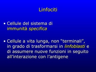 Linfociti Cellule del sistema di immunità  specifica Cellule a vita lunga, non “terminali”, in grado di trasformarsi in  linfoblasti  e di assumere nuove funzioni in seguito all’interazione con l’antigene 