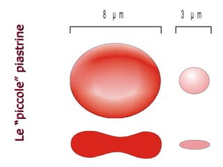 Le “piccole” piastrine 