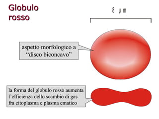 Globulo rosso aspetto morfologico a “disco biconcavo” la forma del globulo rosso aumenta l’efficienza dello scambio di gas fra citoplasma e plasma ematico 