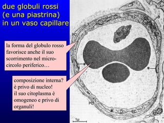 due globuli rossi (e una piastrina) in un vaso capillare la forma del globulo rosso favorisce anche il suo scorrimento nel micro-circolo periferico… composizione interna? è privo di nucleo! il suo citoplasma è omogeneo e privo di organuli! 