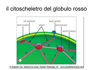 il citoscheletro del globulo rosso 