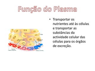 Função do PlasmaTransportar os nutrientes até às células e transportar as substâncias da actividade celular das células para os órgãos de excreção.
