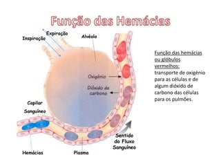 têm a forma de disco achatado;