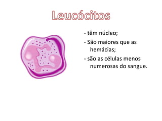 contêm hemoglobina;