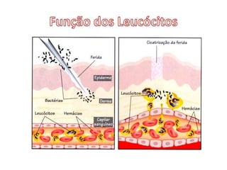 Função das HemáciasExpiraçãoAlvéoloInspiração Função das hemácias ou glóbulos vermelhos:transporte de oxigénio para as células e de algum dióxido de carbono das células para os pulmões.CapilarSanguíneoSentido do Fluxo SanguíneoHemáciasPlasma