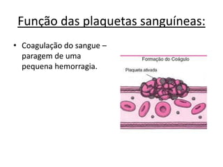 Função dos leucócitos ou glóbulos brancos:defesa do organismo contra o “ataque” de micróbios invasores ou outros corpos estranhos.