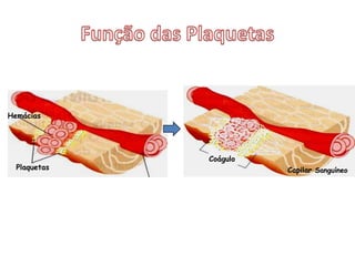 Função dos Leucócitos