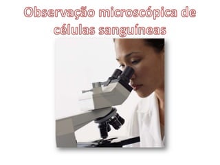 Observação microscópica de células sanguíneas