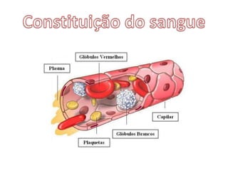 Constituição do sangue