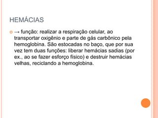 HEMÁCIAS-> função: realizar a respiração celular, ao transportar oxigênio e parte de gás carbônico pela hemoglobina. São estocadas no baço, que por sua vez tem duas funções: liberar hemácias sadias (por ex., ao se fazer esforço físico) e destruir hemácias velhas, reciclando a hemoglobina.