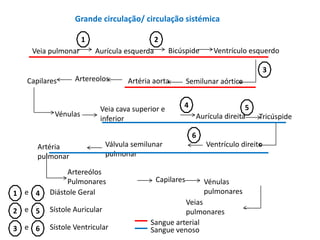 Grande circulação/ circulação sistémica

                    1                       2
   Veia pulmonar        Aurícula esquerda       Bicúspide       Ventrículo esquerdo

                                                                                   3
  Capilares     Artereolos        Artéria aorta         Semilunar aórtica


                         Veia cava superior e       4                      5
          Vénulas                                          Aurícula direita    Tricúspide
                         inferior

                                                         6
     Artéria                Válvula semilunar                 Ventrículo direito
     pulmonar               pulmonar

             Artereólos
             Pulmonares                     Capilares        Vénulas
1 e 4   Diástole Geral                                       pulmonares
                                                   Veias
2 e 5   Sístole Auricular                          pulmonares
                                         Sangue arterial
3 e 6   Sístole Ventricular              Sangue venoso
 