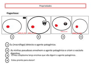 Propriedades


•Fagocitose:




          ARNR_9C_CVG   ARNR_9C_CVG                                ARNR_9C_CVG

     1                                2                  3                  4


1 Eu (macrófago) detecto o agente patogénico.

2   As minhas pseudoses envolvem o agente patogénico e criam o vacúolo
    digestivo.
3   O meu citoplasma lança enzimas que vão digerir o agente patogénico.

4   Estou pronto para atacar!
 