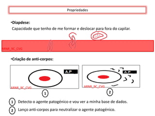 Propriedades


    •Diapdese:
     Capacidade que tenho de me formar e deslocar para fora do capilar.



ARNR_9C_CVG


    •Criação de anti-corpos:




    ARNR_9C_CVG                               ARNR_9C_CVG

                       1                                    2

     1   Detecto o agente patogénico e vou ver a minha base de dados.

     2   Lanço anti-corpos para neutralizar o agente patogénico.
 