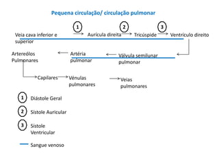 Pequena circulação/ circulação pulmonar

                              1                       2                3
 Veia cava inferior e              Aurícula direita       Tricúspide       Ventrículo direito
 superior

Artereólos                  Artéria              Válvula semilunar
Pulmonares                  pulmonar             pulmonar

           Capilares        Vénulas               Veias
                            pulmonares            pulmonares

   1    Diástole Geral

   2    Sístole Auricular

   3    Sístole
        Ventricular

        Sangue venoso
 