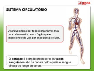 SISTEMA CIRCULATÓRIO




O sangue circula por todo o organismo, mas
para tal necessita de um órgão que o
impulsione e de vias por onde possa circular.




 O coração é o órgão propulsor e os vasos
 sanguíneos são os canais pelos quais o sangue
 circula ao longo do corpo.
 