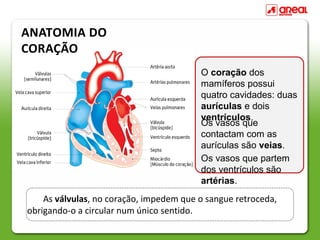 ANATOMIA DO
CORAÇÃO
                                         O coração dos
                                         mamíferos possui
                                         quatro cavidades: duas
                                         aurículas e dois
                                         ventrículos.
                                         Os vasos que
                                         contactam com as
                                         aurículas são veias.
                                         Os vasos que partem
                                         dos ventrículos são
                                         artérias.
    As válvulas, no coração, impedem que o sangue retroceda,
obrigando-o a circular num único sentido.
 