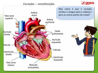 Coração – constituição

                                            Mas como é que o coração
                     Artéria                conduz o sangue para a cabeça e
 Veia cava           Aorta                  para as outras partes do corpo?
  superior
                                 Artéria
                                pulmonar



Aurícula                                Veias
 direita                             pulmonares

                                     Aurícula
                                     esquerda
Válvula

                                      Válvula
Ventrículo
 direito
                                       Ventrículo
                                       esquerdo
   Veia cava
    inferior       Músculo
                  (miocárdio)
 