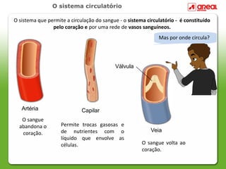 O sistema circulatório

O sistema que permite a circulação do sangue - o sistema circulatório - é constituído
                pelo coração e por uma rede de vasos sanguíneos.
                                                              Mas por onde circula?




                                           Válvula




   Artéria                   Capilar
   O sangue
  abandona o        Permite trocas gasosas e
                    de nutrientes com o                    Veia
   coração.
                    líquido que envolve as
                    células.                           O sangue volta ao
                                                       coração.
 