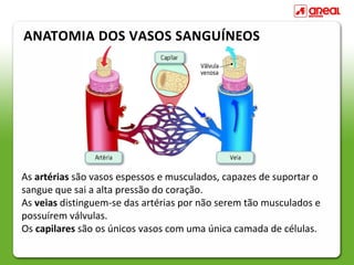 ANATOMIA DOS VASOS SANGUÍNEOS




As artérias são vasos espessos e musculados, capazes de suportar o
sangue que sai a alta pressão do coração.
As veias distinguem-se das artérias por não serem tão musculados e
possuírem válvulas.
Os capilares são os únicos vasos com uma única camada de células.
 