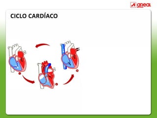 CICLO CARDÍACO
 