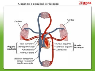 A grande e pequena circulação




                                                       Pulmões
        Capilares




              Veias pulmonares        Aurícula esquerda
                                                                 Grande
 Pequena Artérias pulmonares           Ventrículo esquerdo       circulação
circulação     Aurícula direita        Artéria aorta
               Ventrículo direito


       Vasos que transportam
          sangue venoso em
          direção ao coração
 